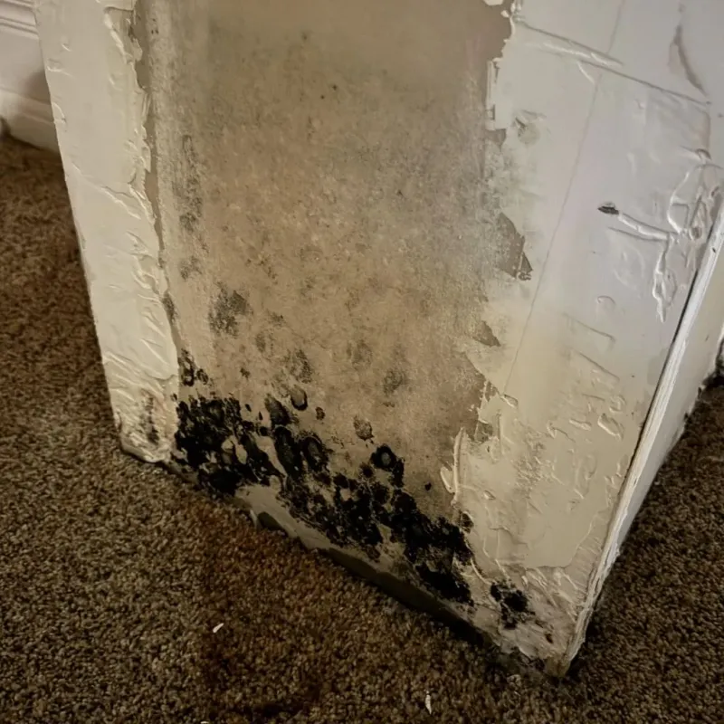 Professional Mold Removal in Prophetstown, IL